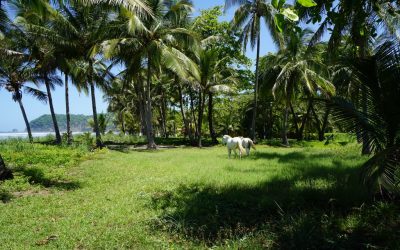 Wohnungen an der Playa San Miguel