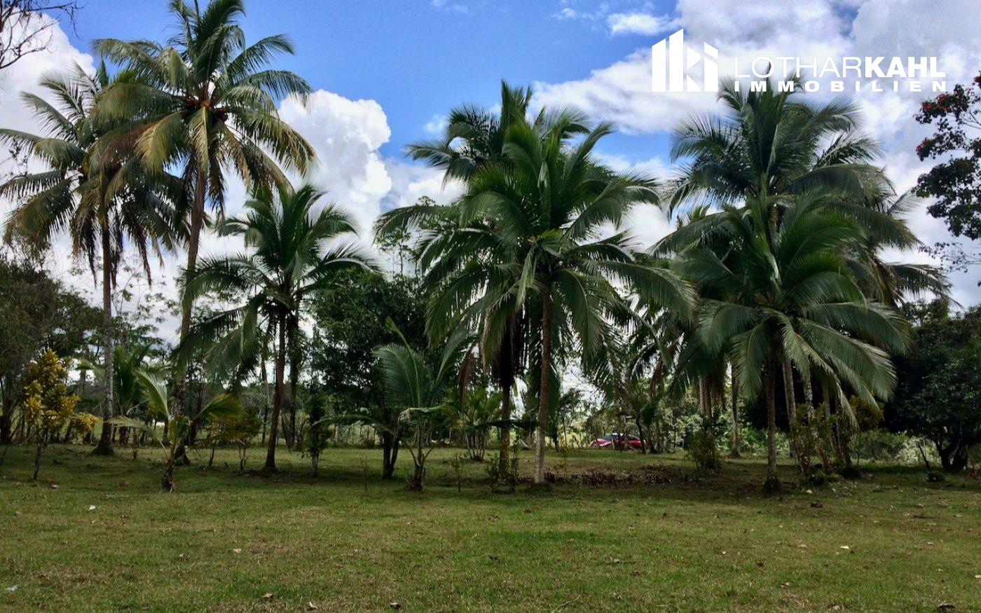 Finca Pocora de Guacimo