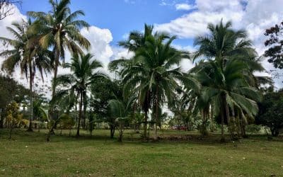 Finca Pocora de Guacimo