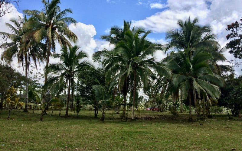 Palmen und Wiese auf einer Finca bei Pocora de Guácimo unter blauem Himmel.