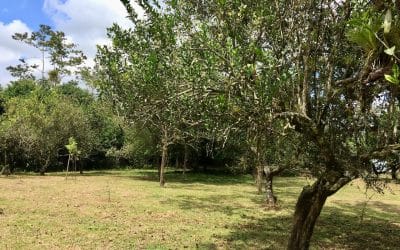 Finca Pocora de Guacimo