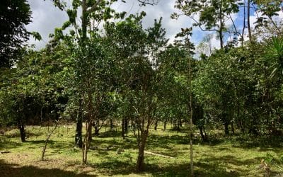 Finca Pocora de Guacimo