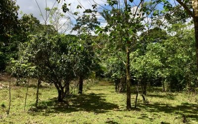 Finca Pocora de Guacimo