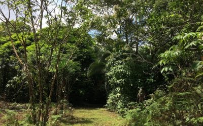 Finca Pocora de Guacimo