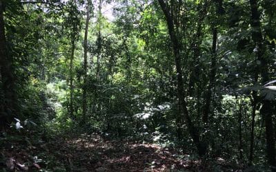 Finca Pocora de Guacimo