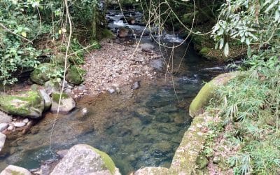 Finca Pocora de Guacimo