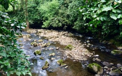 Finca Pocora de Guacimo