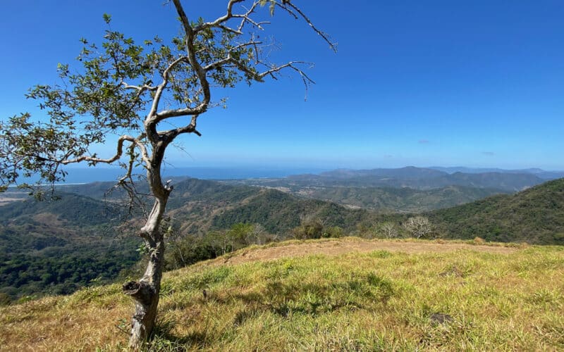 Baum auf einem Hügel mit Blick auf die hügelige Landschaft von Playa San Miguel und den Pazifik im Hintergrund.