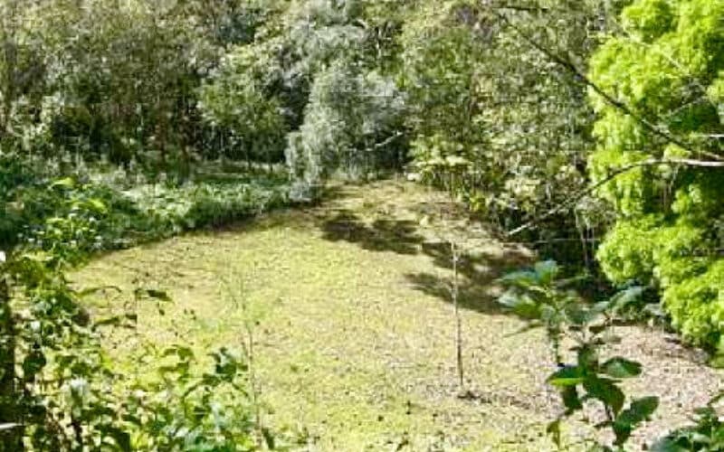 Grüne Lichtung umgeben von dichter Vegetation auf der Finca La Palma im Zentraltal.