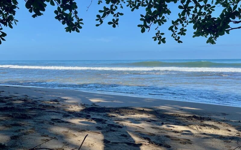 Sandstrand mit Wellen und überhängenden Zweigen an der Karibikküste