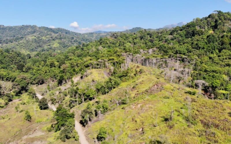 Hügelige Landschaft mit dichtem Wald und einem unbefestigten Weg in Quepos, Pazifik Süd, Costa Rica.