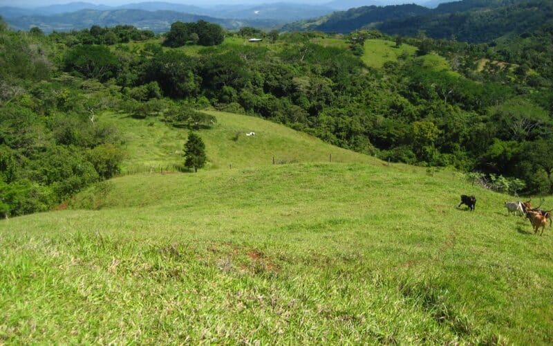 Grüne Hügellandschaft mit Bäumen und Kühen auf einer Finca in Hojancha, Pazifik Mitte.