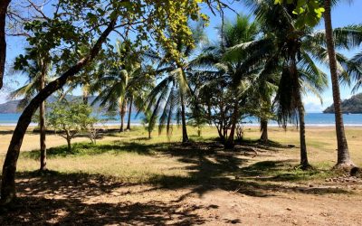 Blick durch Palmen auf den Strand von Playa Tambor mit blauem Himmel und Meer im Hintergrund.