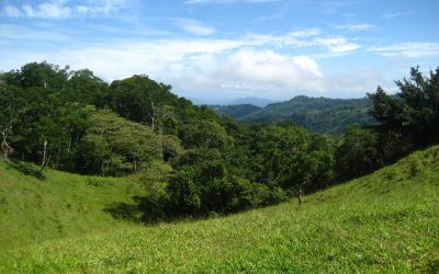 Grüne Hügellandschaft mit üppigem Wald bei Monte Romo, Pazifik Mitte.