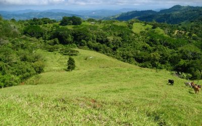 Grüne Hügel und Wälder in der Finca bei Monte Romo, Pazifik Mitte, mit Kühen im Vordergrund.
