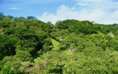 Üppige grüne Vegetation auf einer Finca bei Monte Romo, Pazifik Mitte.