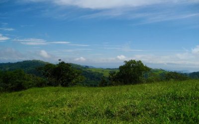 Grüne Hügel und Bäume unter blauem Himmel bei Monte Romo, Pazifik Mitte.