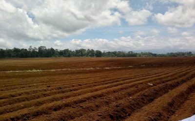 Gepflügtes Feld auf einem großen Bauernhof in Jobo de Los Chiles mit bewölktem Himmel im Hintergrund.