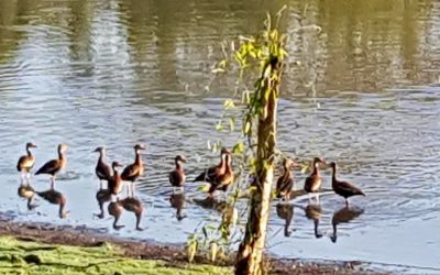 Enten schwimmen in einem Teich auf einem Bauernhof in Jobo de Los Chiles.