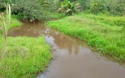 Grünes Grasland mit einem kleinen Flusslauf auf einem Bauernhof in Jobo de Los Chiles.